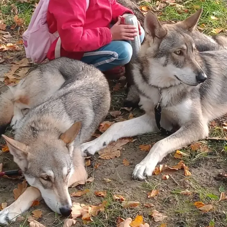 Saarloos wolfdog Belinka