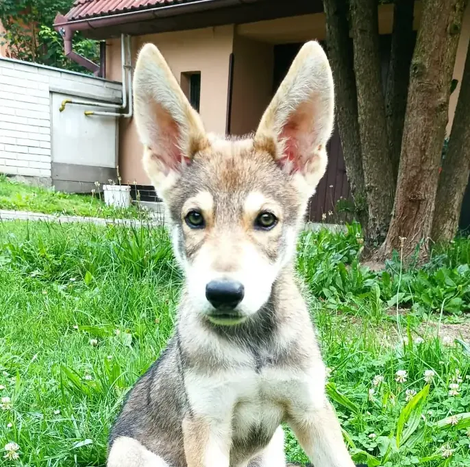 štěňata Saarloosův vlčák