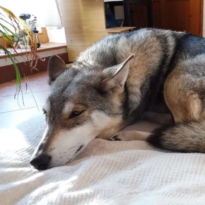 Saarloos wolfdog Jolda